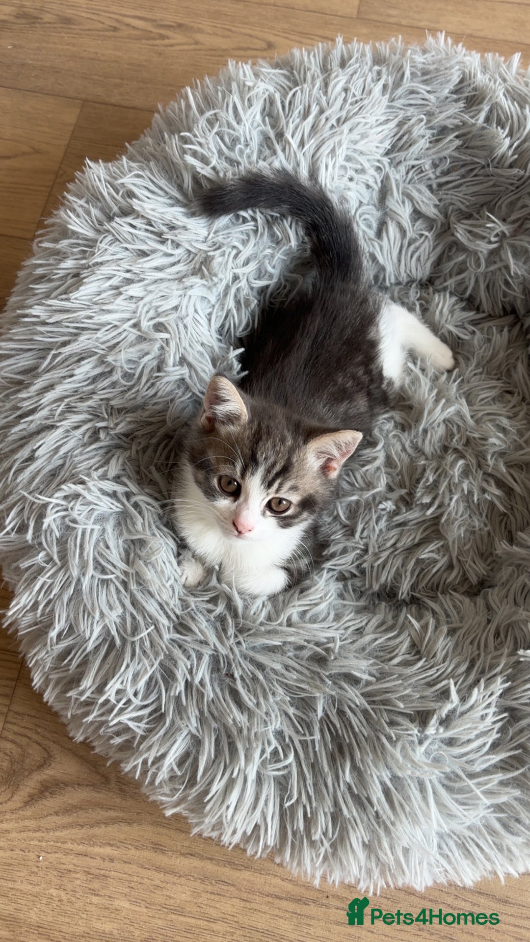 British Shorthair cats for sale: British shorthair x Cross Kitten Male  - Image 1