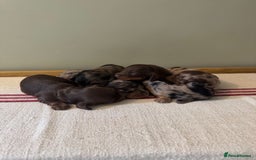 Miniature Dachshund dogs for sale: KC Long haired miniature dachshund puppies - Image 10