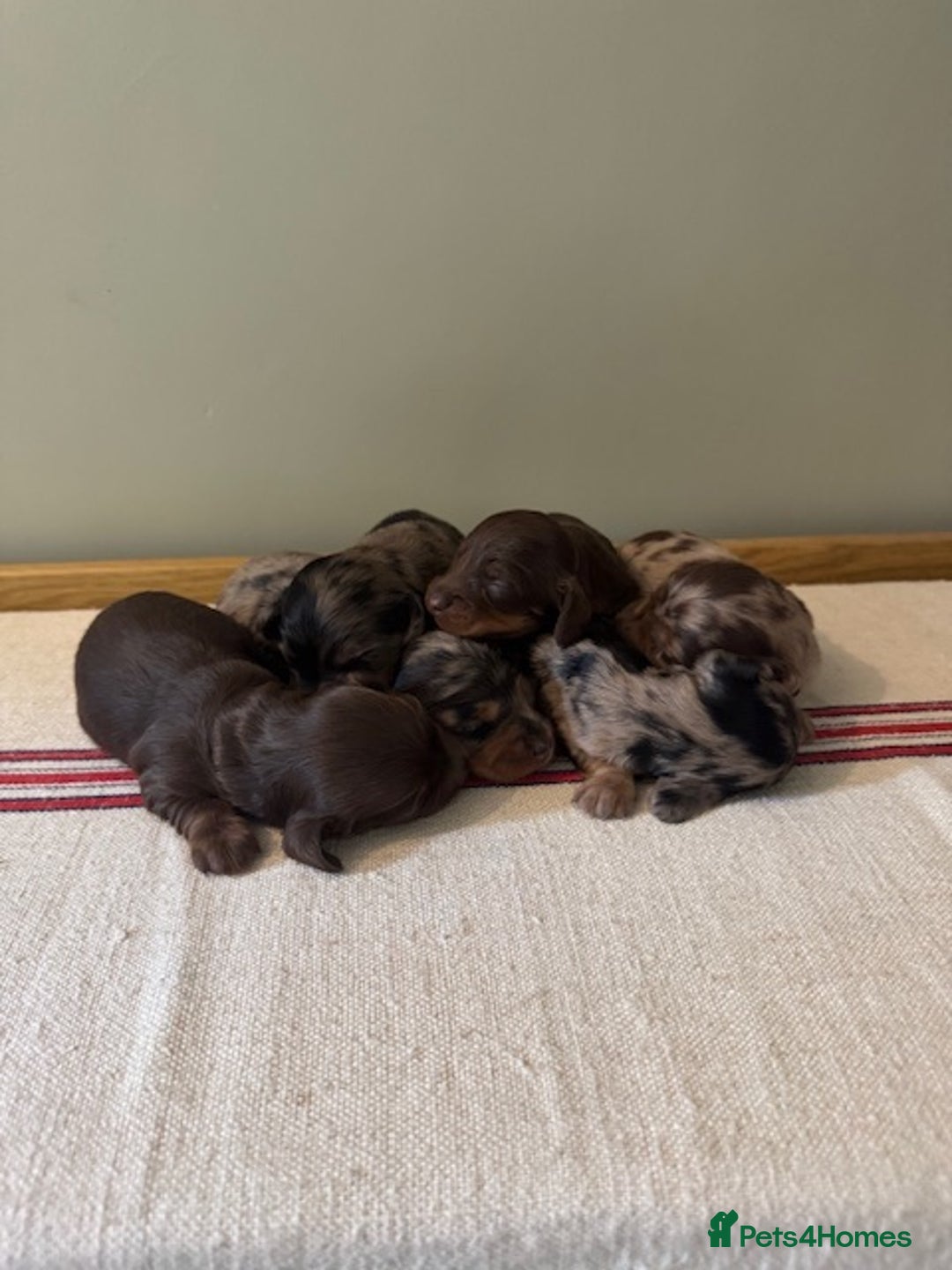Miniature Dachshund dogs for sale: KC Long haired miniature dachshund puppies - Image 10