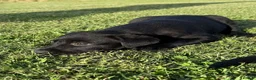 Labrador Retriever dogs for sale: Mr stephen jones in Aylesbury - Advert 11