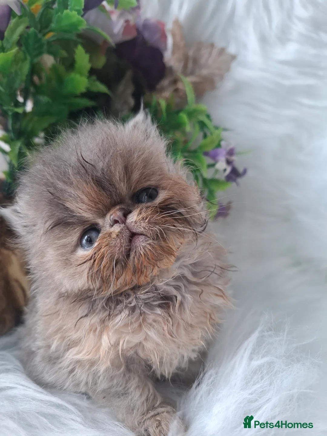 Persian cats for sale: Persian kittens  - Advert 2