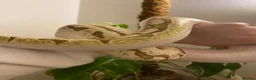 Python Snake reptiles for sale: Bamboo Orange dream male  - Advert 1