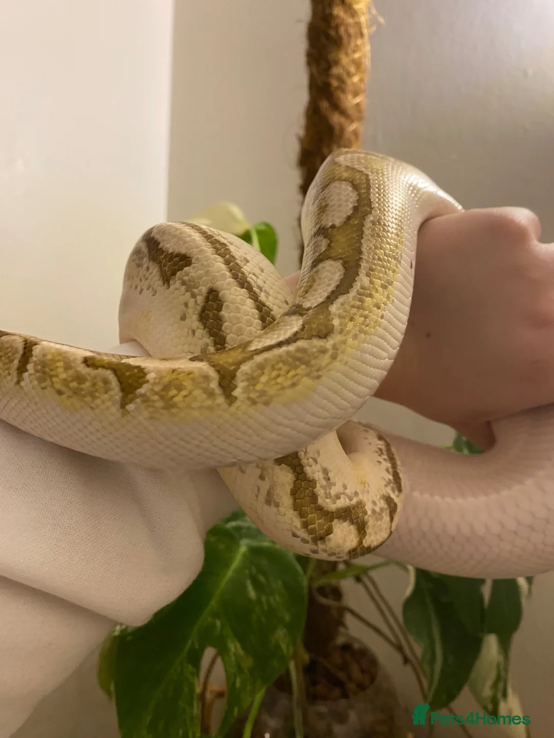 Python Snake reptiles for sale: Bamboo Orange dream male  - Advert 1