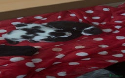 Mixed Breed cats for sale: 4 kittens for sale  - Image 1