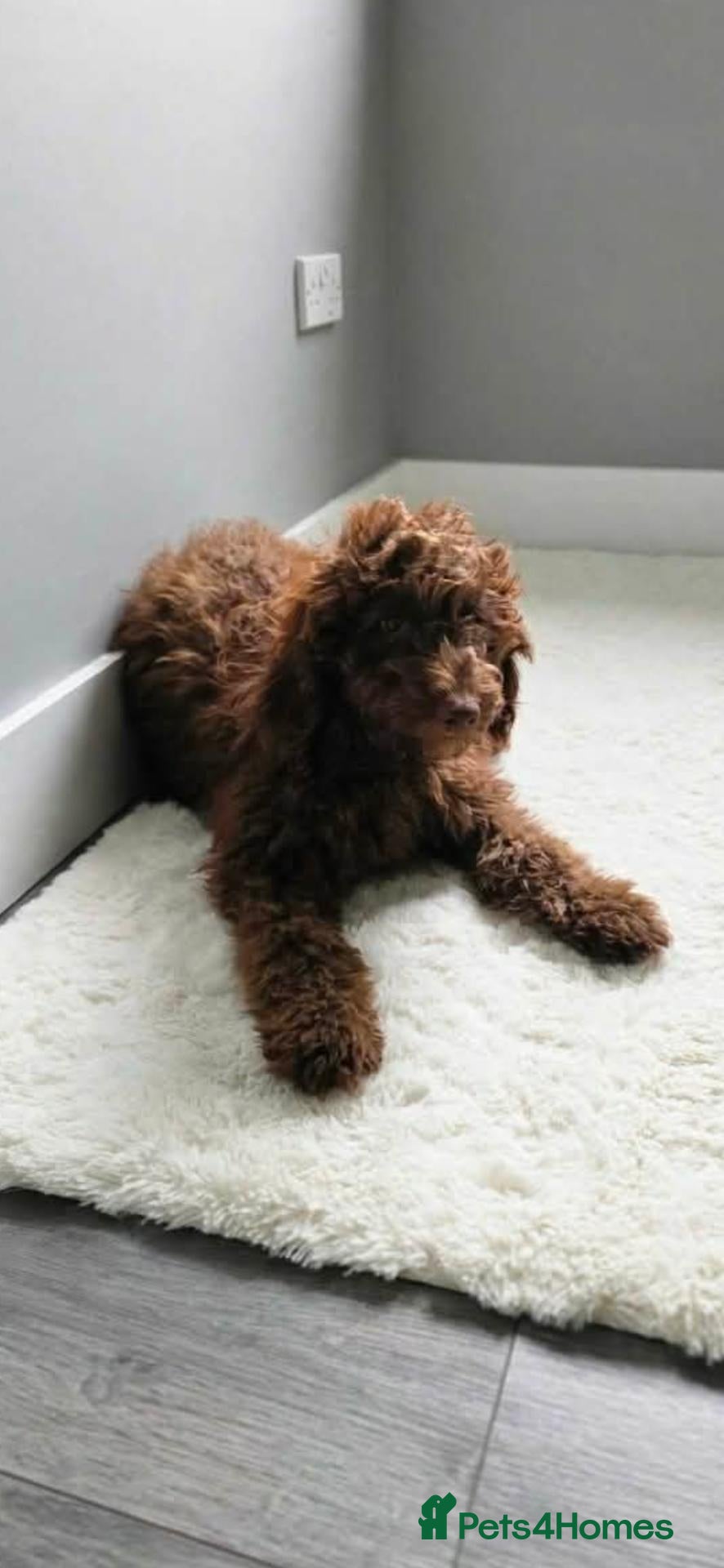 Australian Labradoodle dogs Gorgeous miniature labradoodle babies - Advert 5