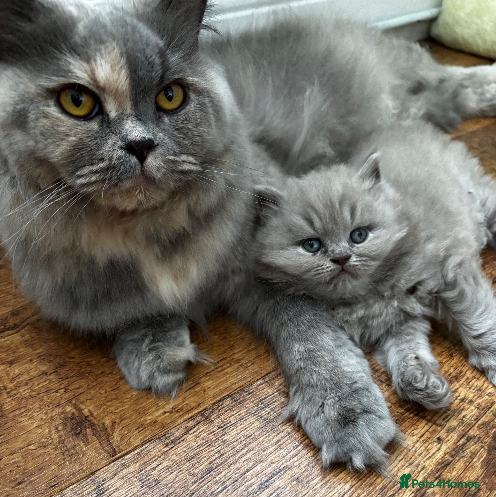 British Longhair cats **Only 2 Remaining! GCCF British LH/SH Kittens ** - Advert 1