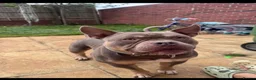 American Bully dogs for sale: Pocket bully  - Advert 1