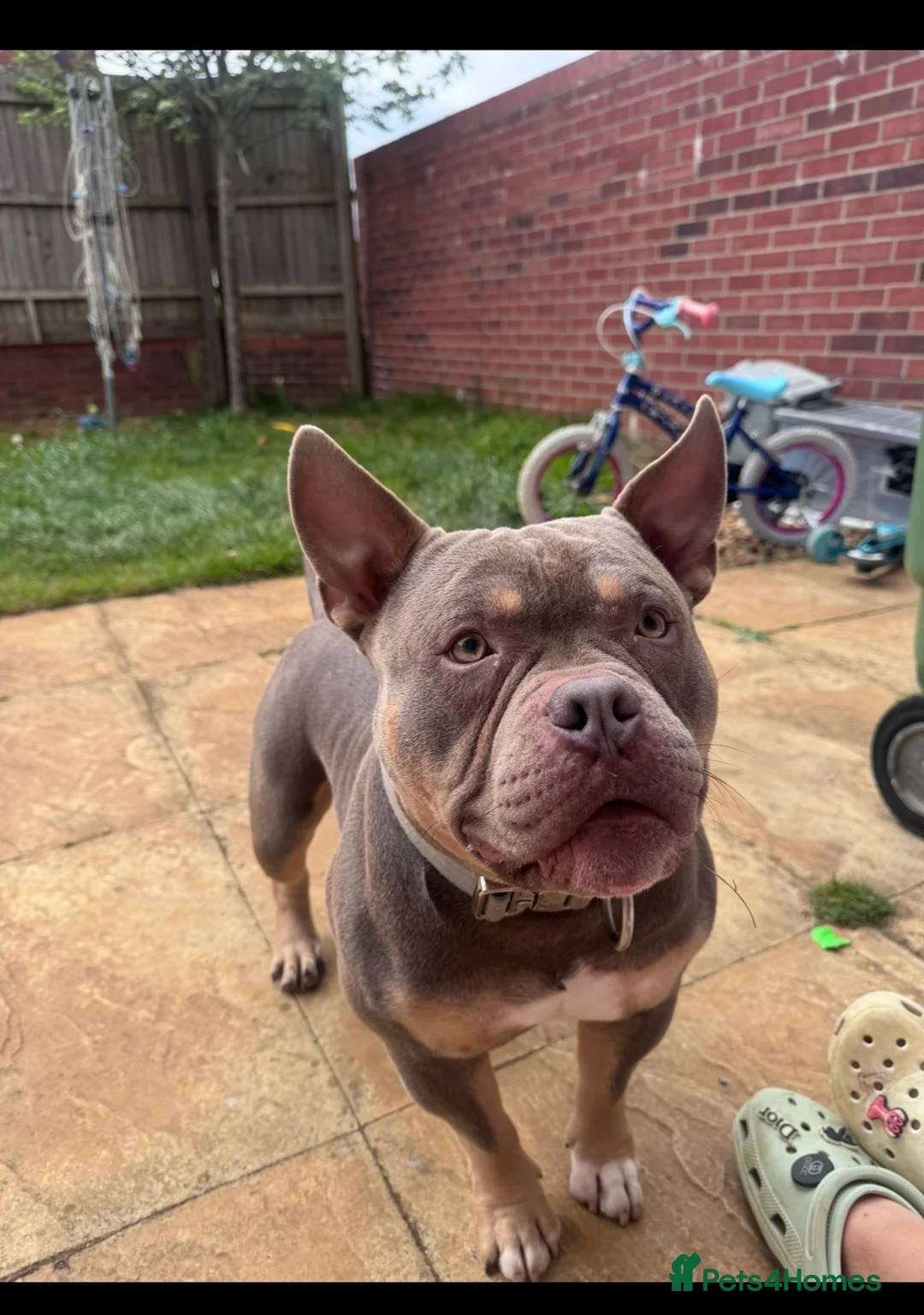 American Bully dogs for sale: Pocket bully  - Advert 1