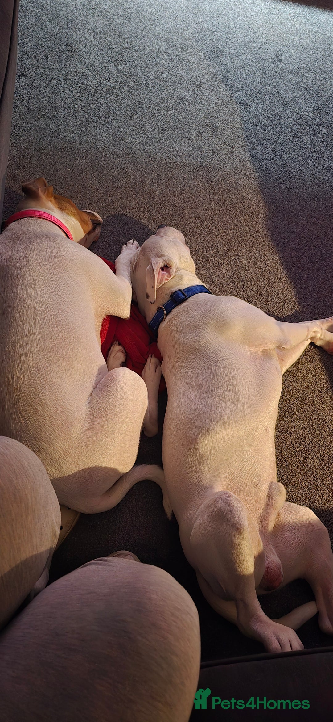 Staffordshire Bull Terrier dogs for sale: Angel and Stitch  - Advert 5