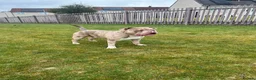 American Bully dogs for stud: AMERICAN POCKET BULLY (FOR STUD) in Airdrie - Advert 3