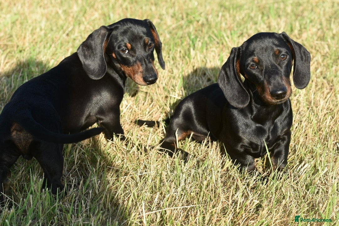 Miniature Dachshund dogs for sale: Mini smooth dachshund one boy available  in Newton Abbot - Image 7