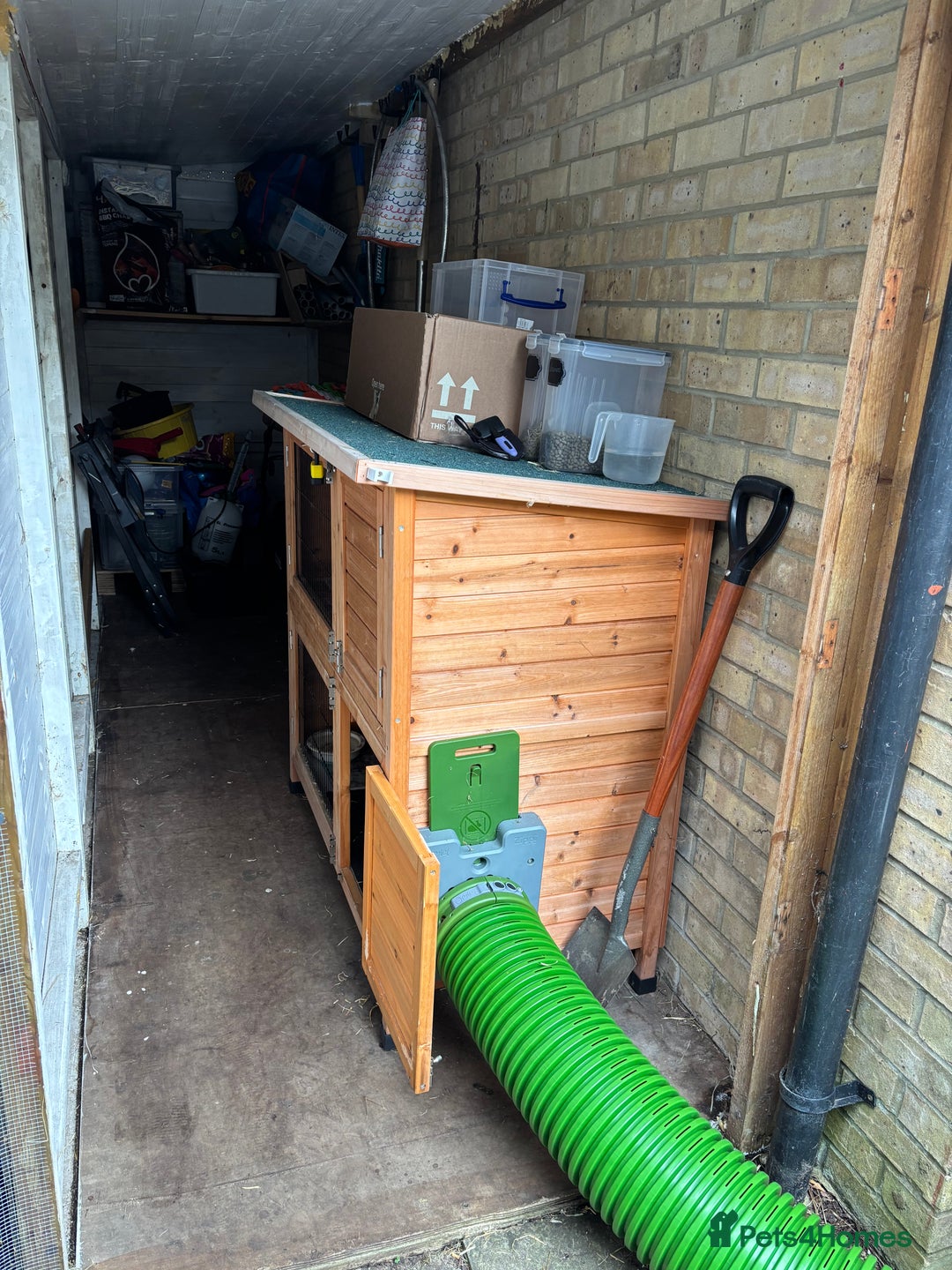 Mixed Breed rabbits for sale: 2 x bonded female rabbits  - Advert 8