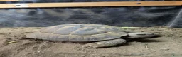 Tortoise reptiles for sale: Herman's Tortoise  in Bournemouth - Advert 3