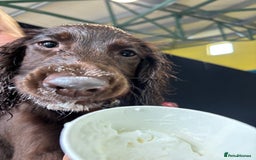 Sprocker dogs for sale: Male Chocolate Sproker - Image 2