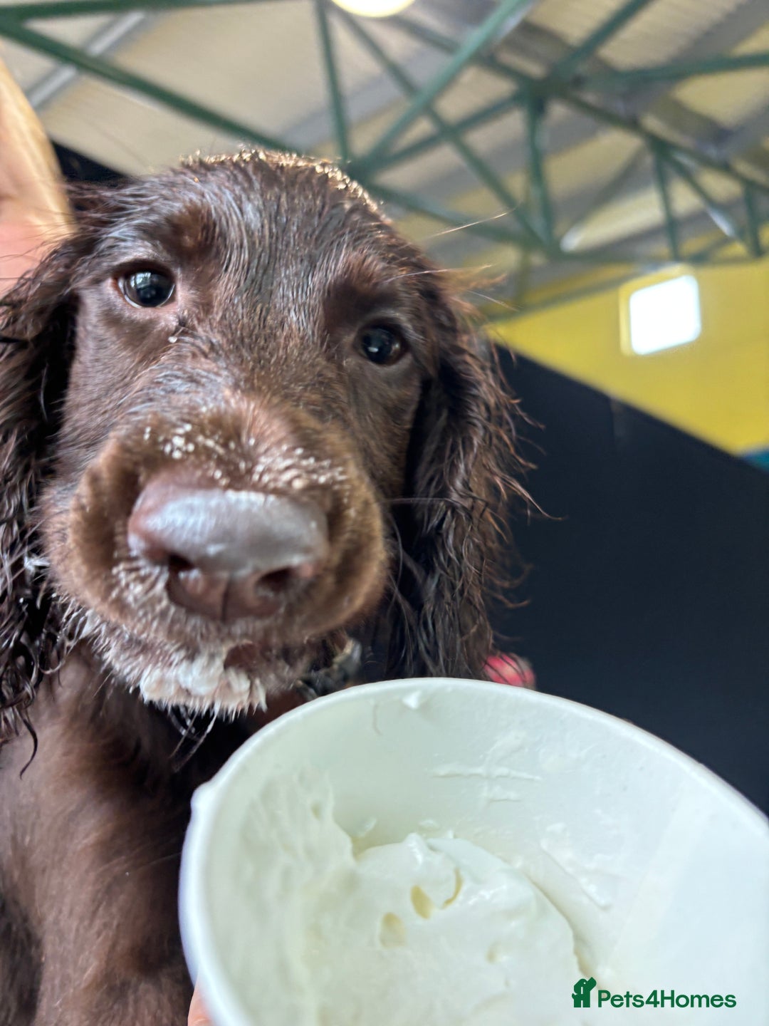 Sprocker dogs for sale: Male Chocolate Sproker - Image 2