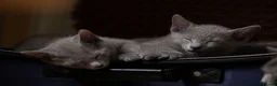 Russian Blue cats for sale: TICA Reg Boutique Russian Blue Kittens  - Advert 14