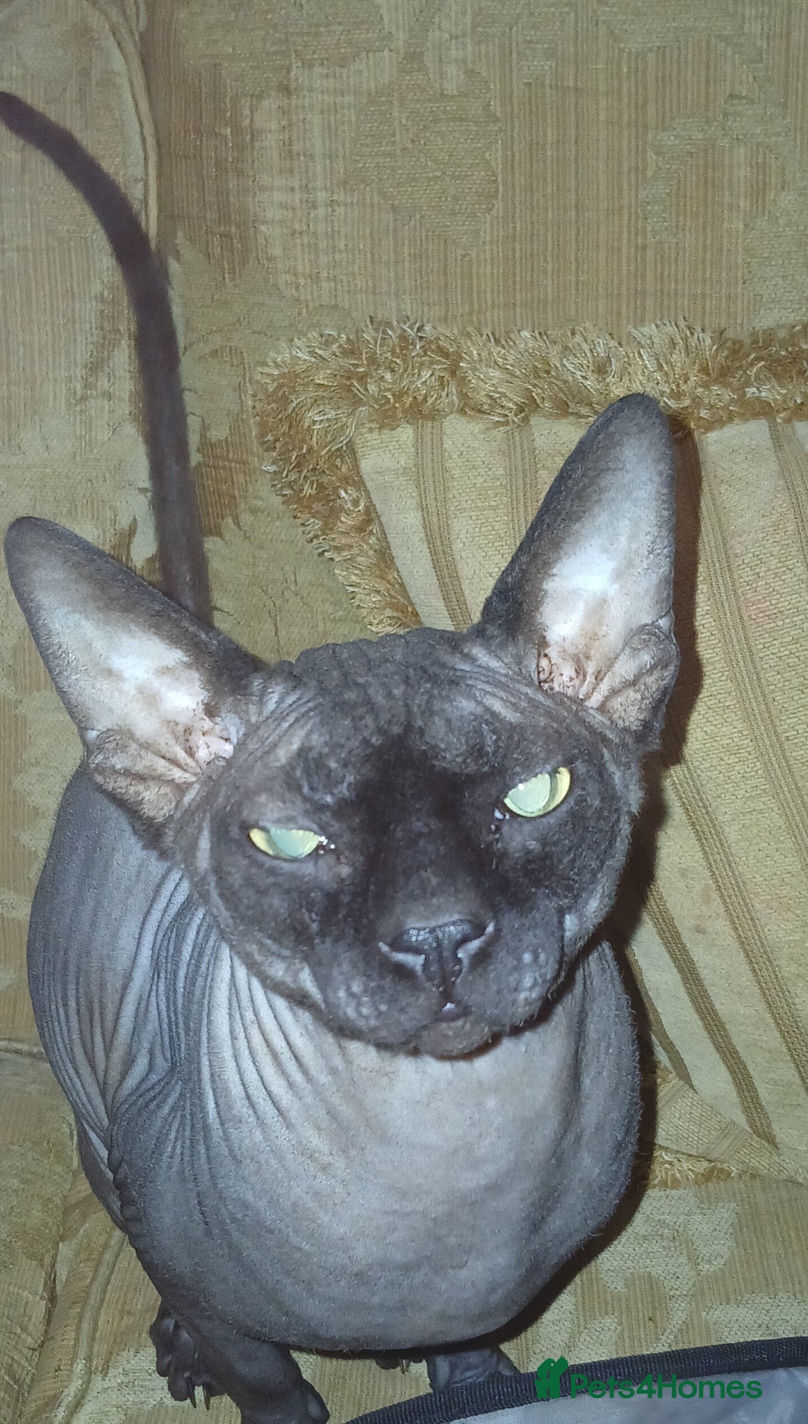 Sphynx cats 7 month old male sphynx cat  - Advert 4