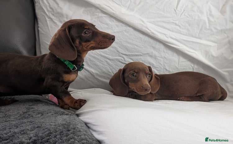 Dachshund dogs - Advert 1
