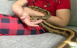 Python Snake reptiles for sale: Ball python  - Image 7