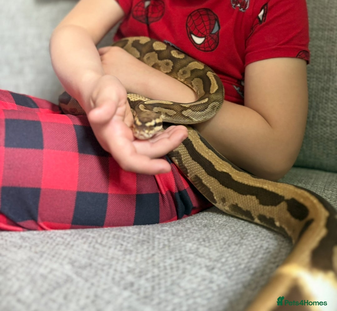 Python Snake reptiles for sale: Ball python  - Image 7