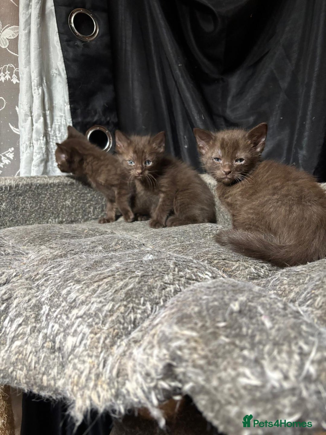 Oriental cats for sale: Chocolate orientals for sale - Advert 6