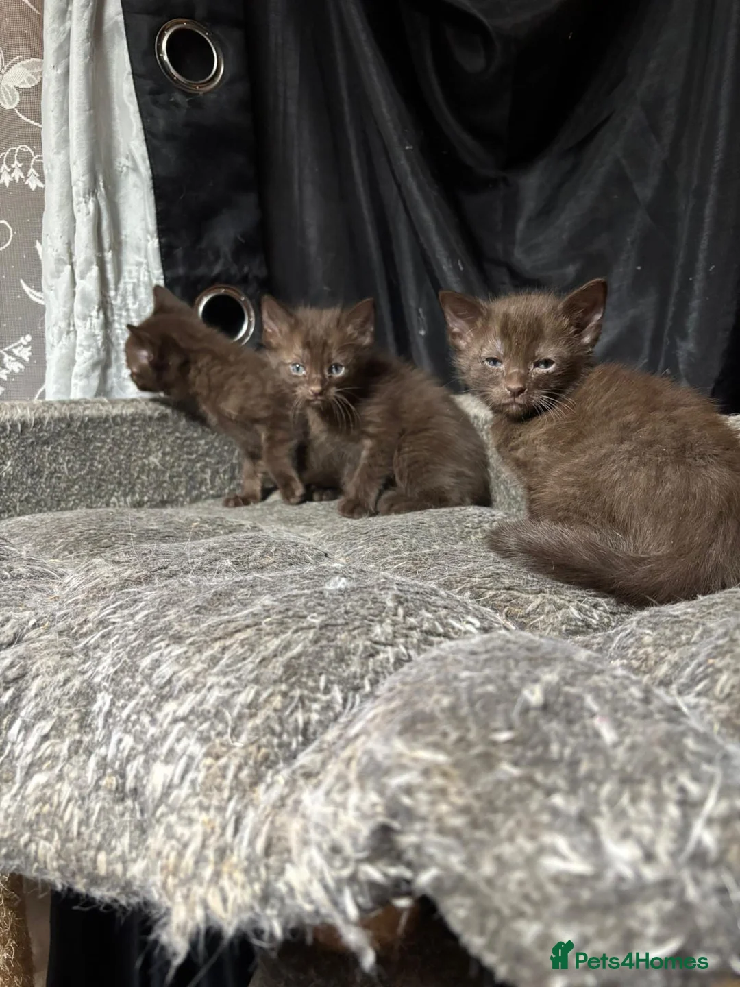 Oriental cats for sale: Chocolate orientals for sale - Advert 6