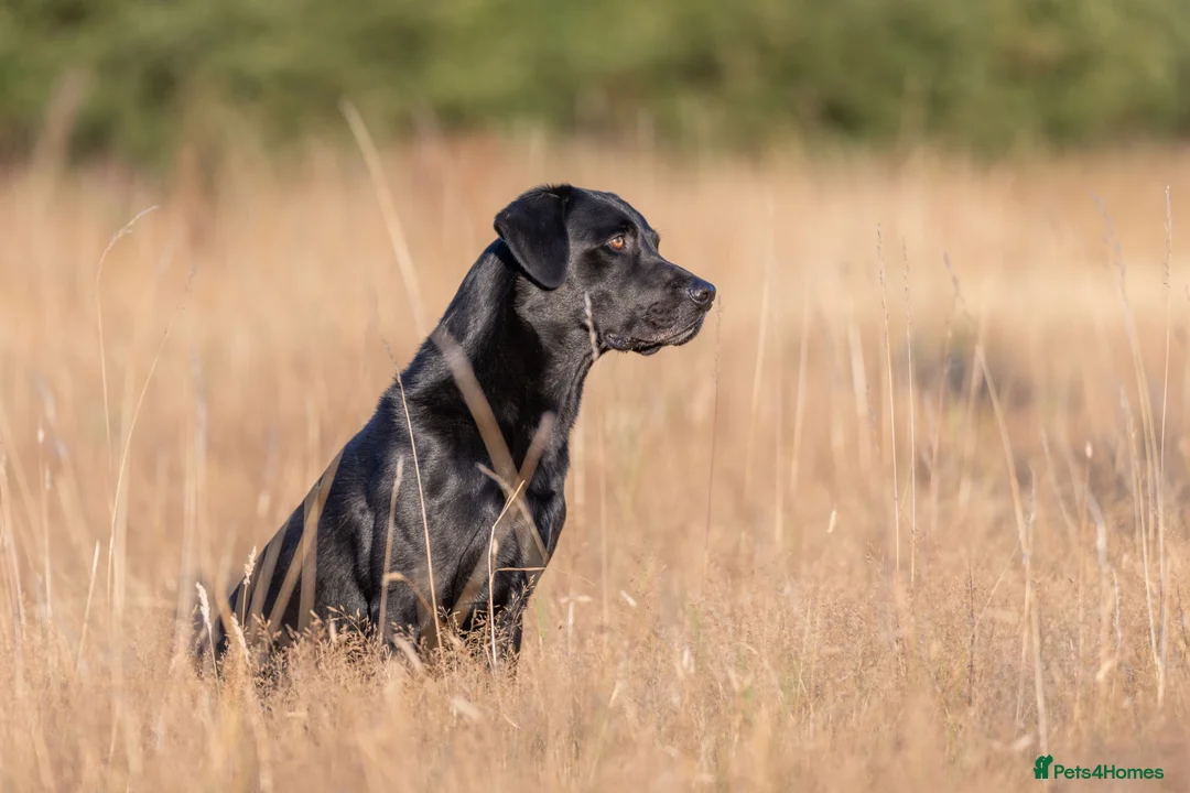 Labrador Retriever dogs for stud: KC registered Fully Health Tested Stud - Advert 2