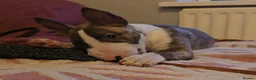English Bull Terrier dogs for sale: Top Quality Heath checked champions lines  - Advert 6