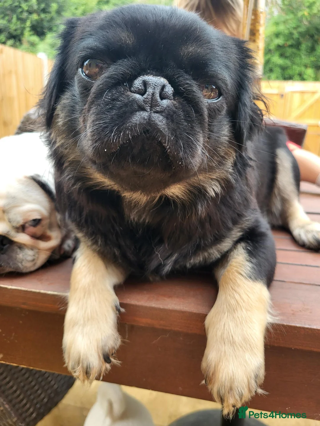 Pug dogs for sale: Long haired Pug puppies - Advert 1