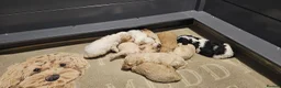Mini Goldendoodle dogs for sale: F2B MINIATURE GOLDENDOODLES 🐾 FULLY VACCINATED ❤️ - Advert 4