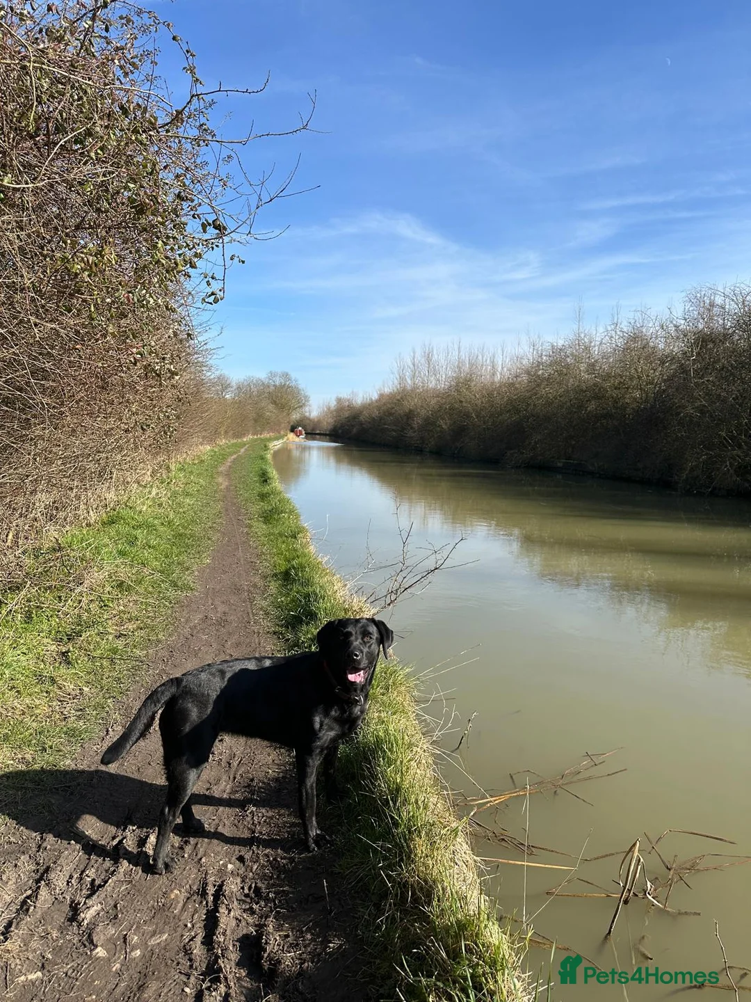Labrador Retriever dogs for sale: Kennel Club Registered Labrador Retriever Puppies  in Southam - Advert 18