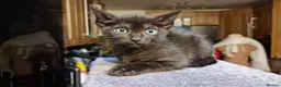 Siamese cats for sale: Beautiful Black Siamese Cross Kittens Ready Now - Advert 4