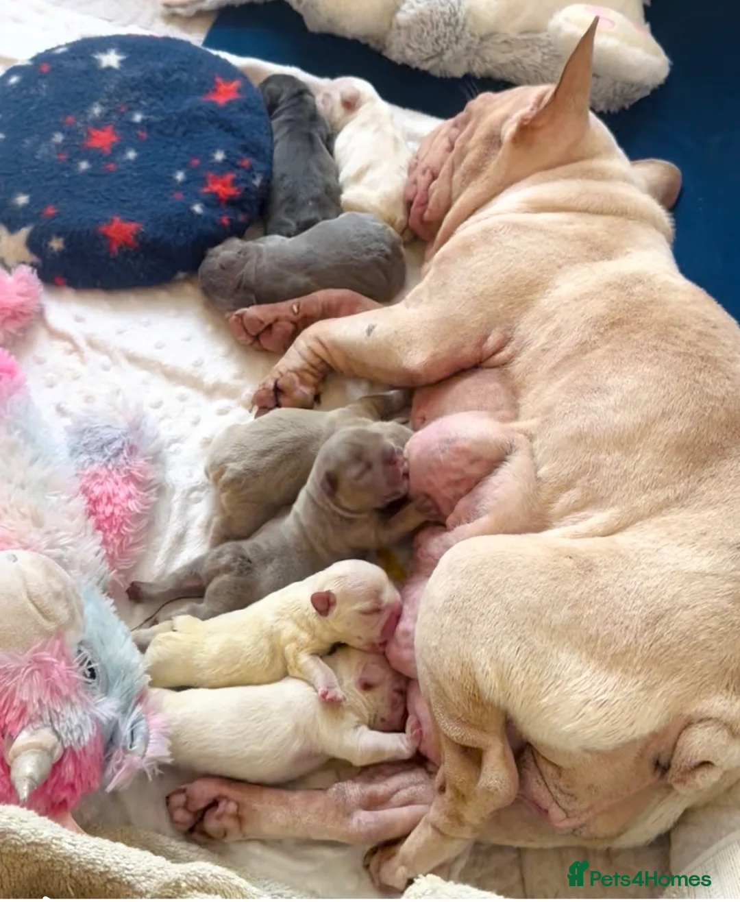 French Bulldog dogs for sale: French bulldog puppies - Advert 8