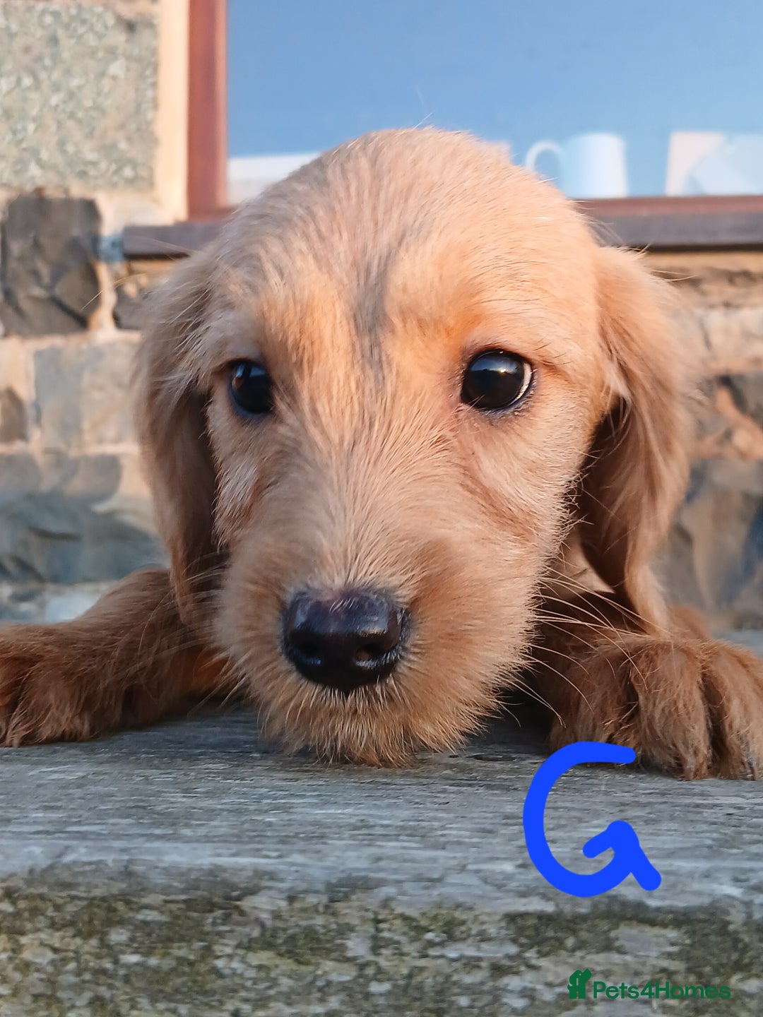 Labradoodle dogs for sale: Labradoodle pups for sale - Image 7