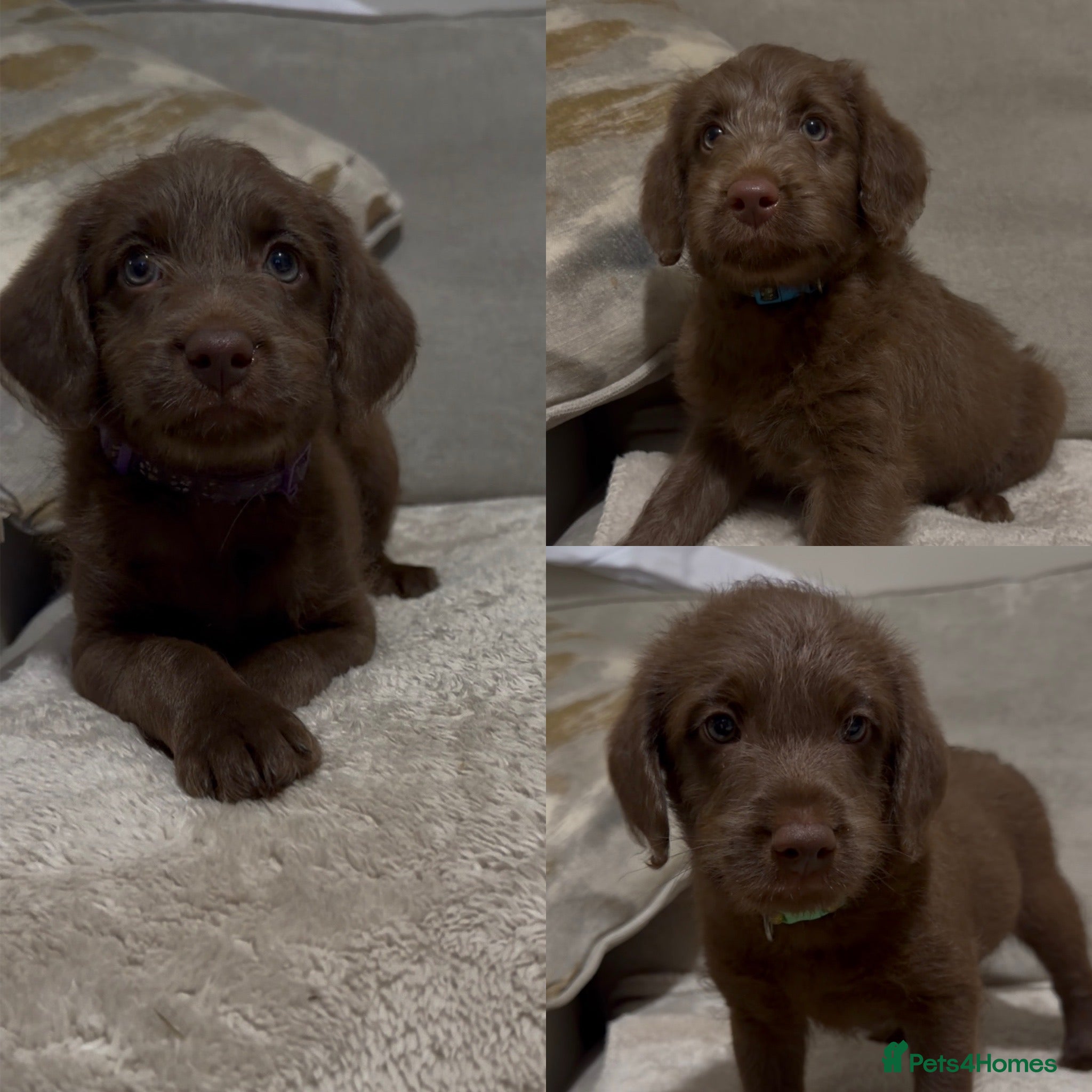 Labradoodle dogs 2 boys left! F1 mini labradoodles 💕 - Advert 2