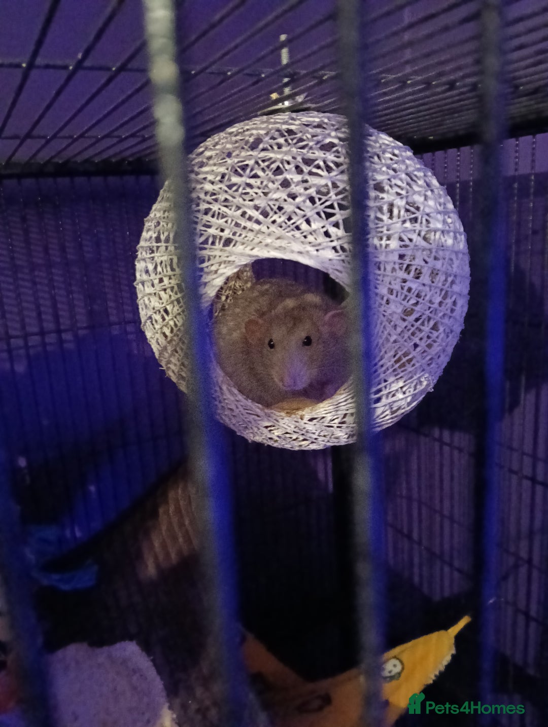 Rat rodents for sale: 4 loving male rats - Image 1