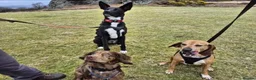 Mixed Breed dogs for adoption: Buddy - Advert 5