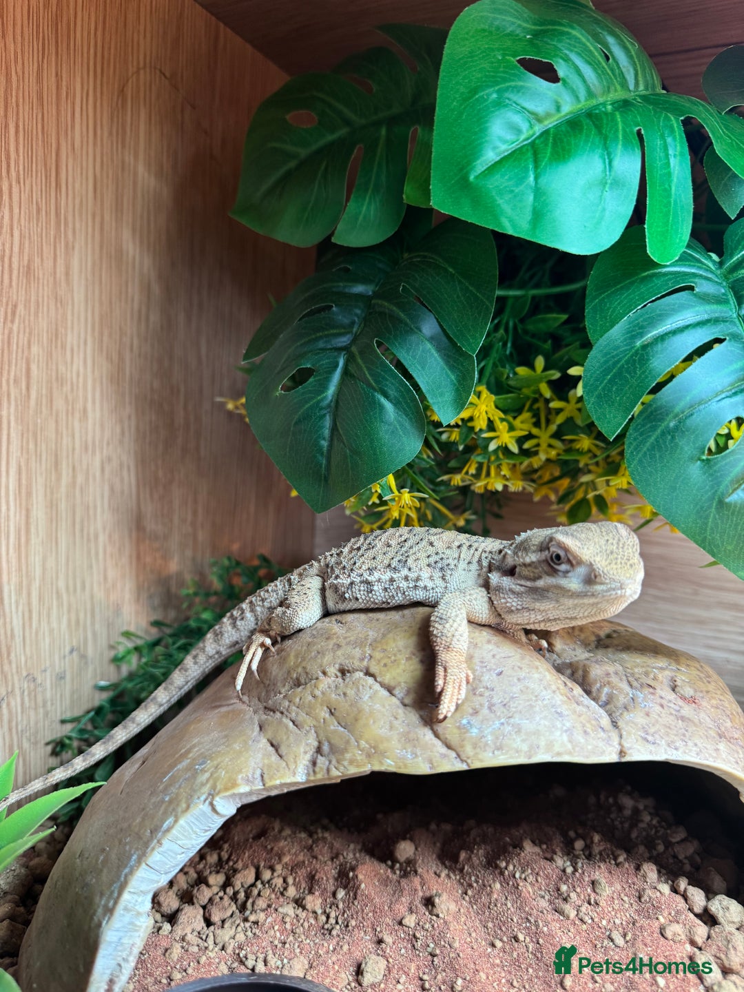 Bearded Dragon reptiles for sale: Pigmy Bearded dragon and home £100 - Image 4