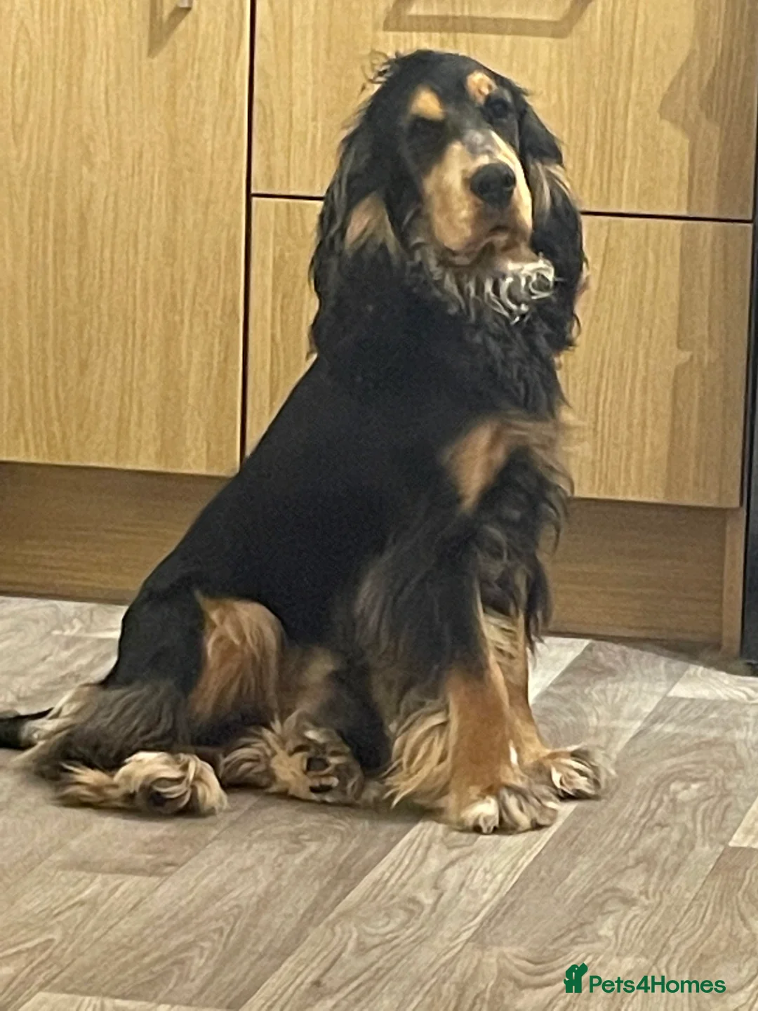 Cocker Spaniel dogs for stud: Show type cocker spaniel in Braintree - Advert 3