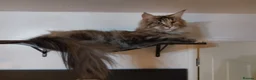 Maine Coon cats for sale: 4 adult Maine coons  - Advert 11