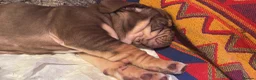 Mixed Breed dogs for sale: Gorgeous English Bulldog Cross in Newark - Advert 2