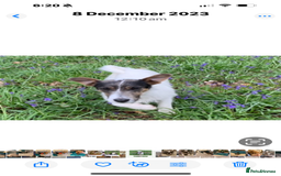 Jack Russell dogs for sale: Beautiful blue and tan 2.5 year old girl  - Image 5