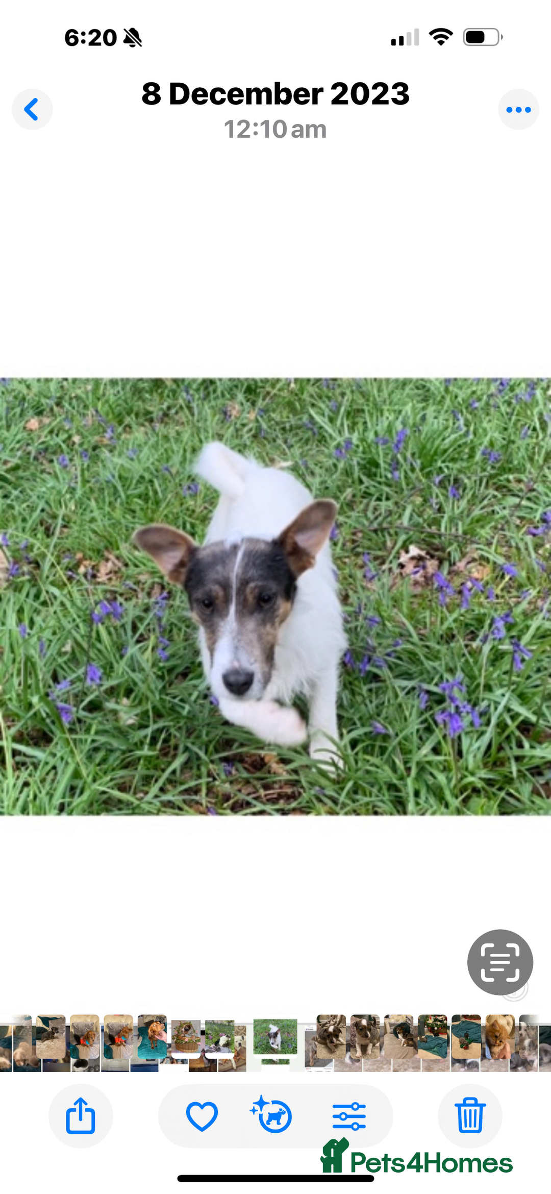 Jack Russell dogs for sale: Beautiful blue and tan 2.5 year old girl  - Image 5