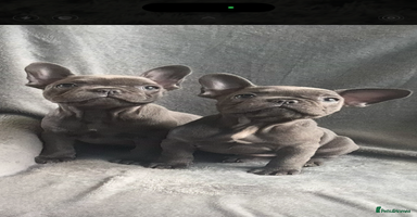 French Bulldog dogs - Advert 2