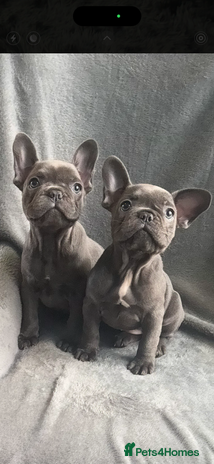 French Bulldog dogs - Advert 5