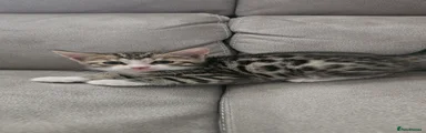 Bengal red