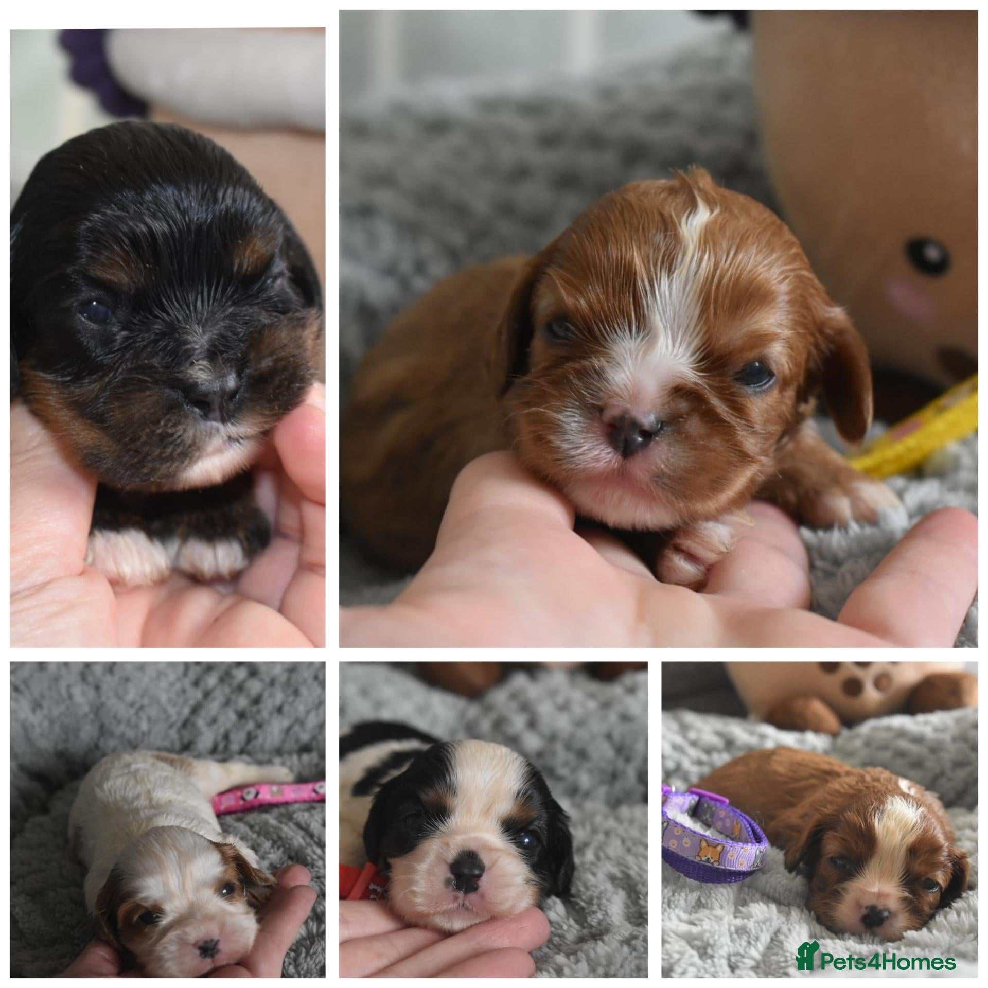 Cavalier King Charles Spaniel dogs Health Tested- Cavalier King Charles Spaniel - Advert 13