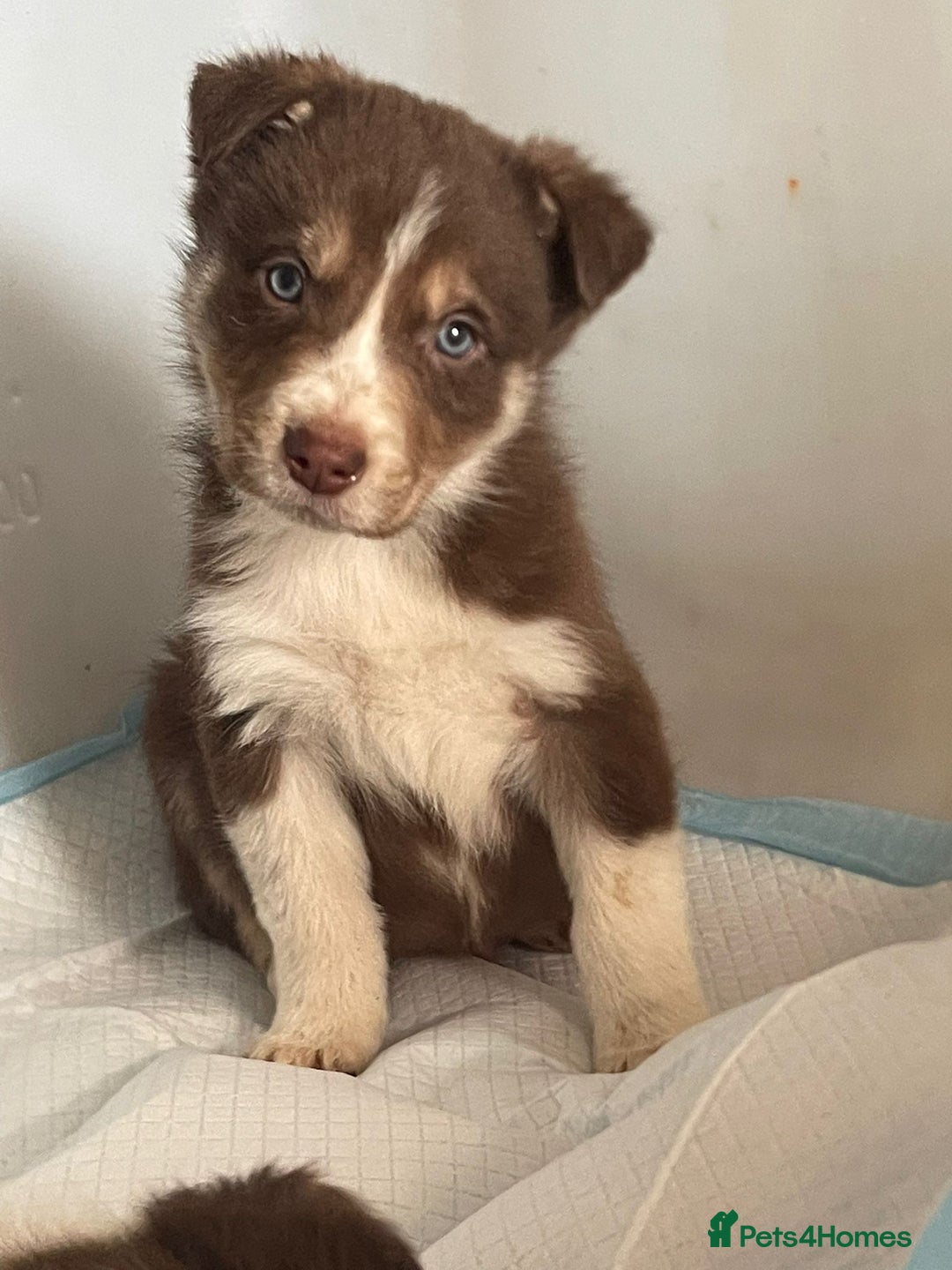 Border Collie dogs for sale: Lovely Collie puppies  - Advert 4