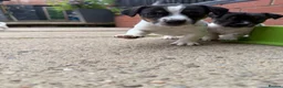Jack Russell dogs for sale: 3 beautiful Jack Russell girls - Advert 14