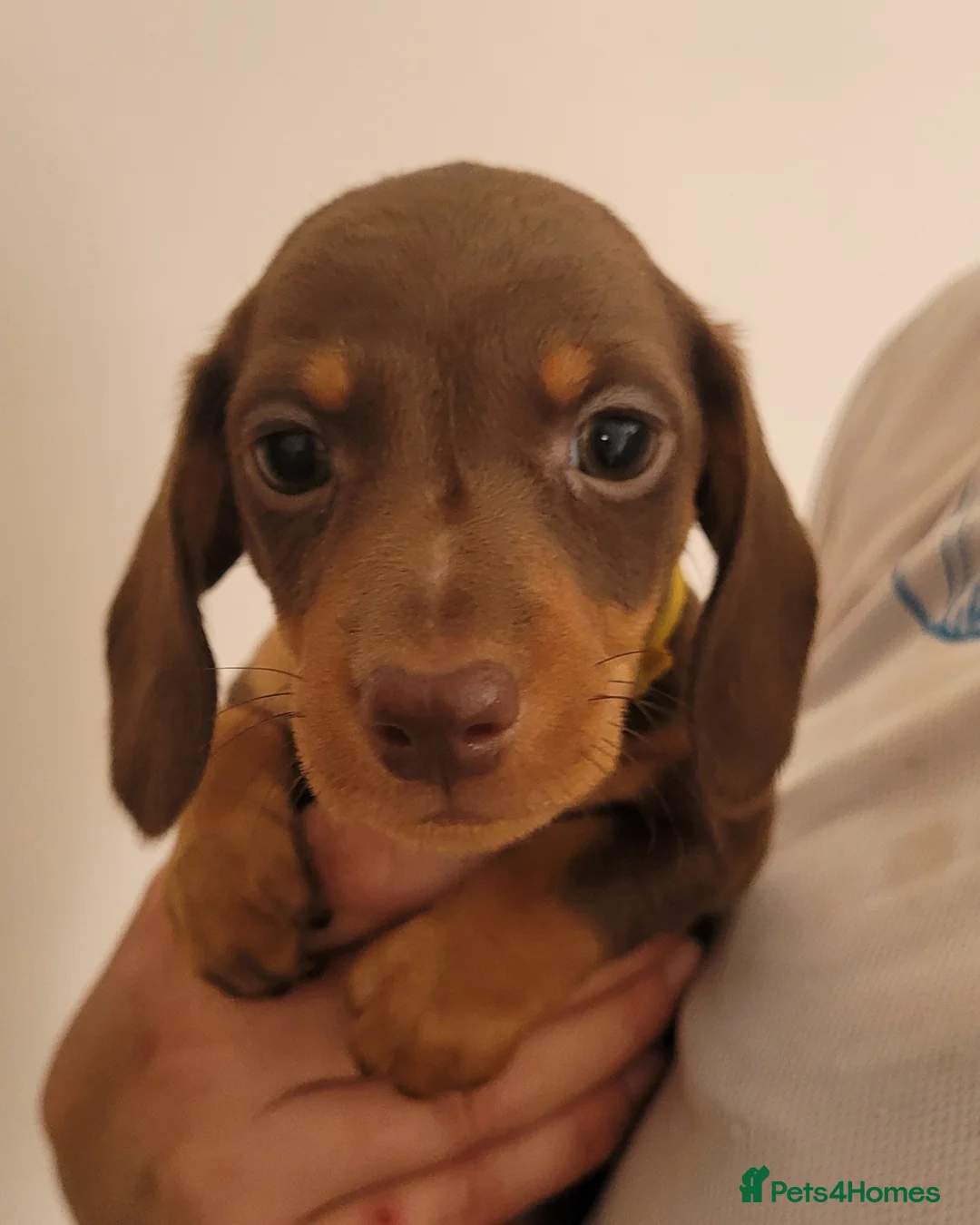 Miniature Dachshund dogs for sale: Gorgeous Chocolate and Tan Girls - Advert 19